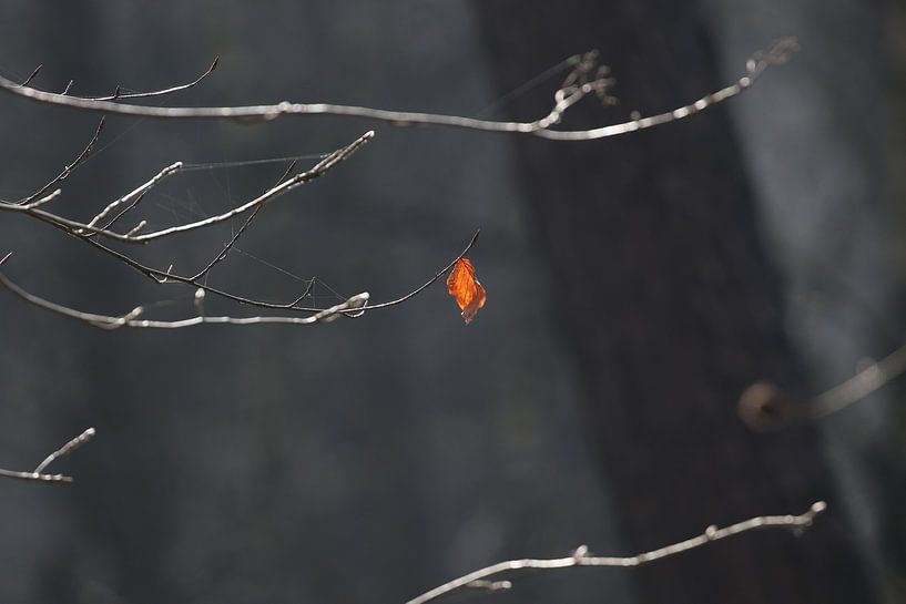 Feuille d'automne solitaire au soleil par Geert Naessens