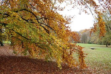 Feuillages multicolores dans le parc Luitpoldpark à Bad Kissingen sur Martin Flechsig