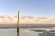 Meeuwen op het strand van Johan Vanbockryck thumbnail