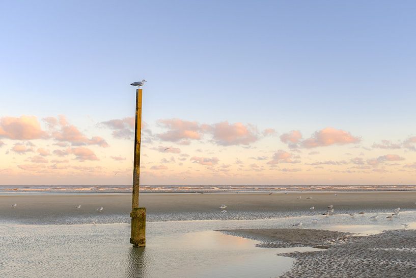 Gulls on the beach by Johan Vanbockryck