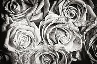 Vintage Roses - Ancient Marble