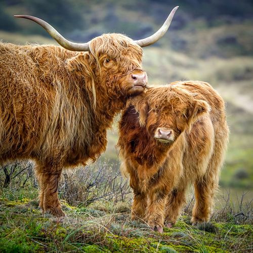 Schotse hooglander met jong van Dirk van Egmond