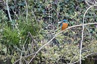 kingfishers by ton vogels thumbnail