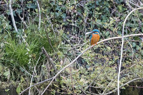 kingfishers