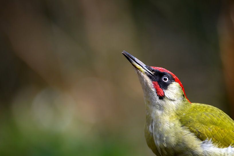 Green Woodpecker by Andy van der Steen - Fotografie