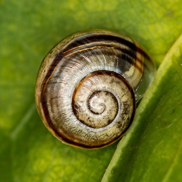 spiral shell of snail by Klaartje Majoor