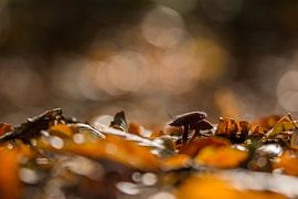 Champignon améthyste