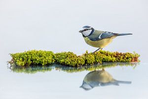 Vogel - Blaumeise am Moosstreifen