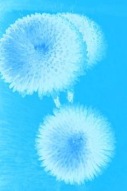 3 Bellis in blue