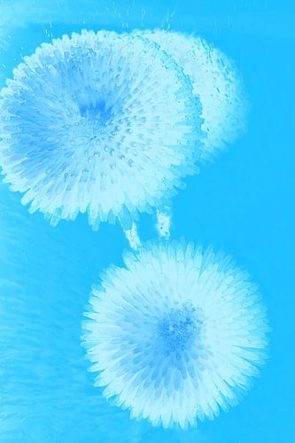 3 Bellis en bleu