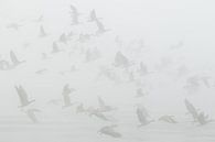 Kolganzen in de dikke mist von Art Wittingen Miniaturansicht