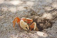 Crabe sur la plage de Grenade (Caraïbes) par t.ART Aperçu