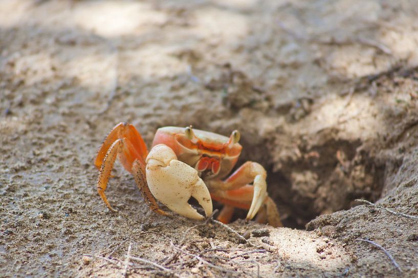 Crabe sur la plage de Grenade (Caraïbes) par t.ART