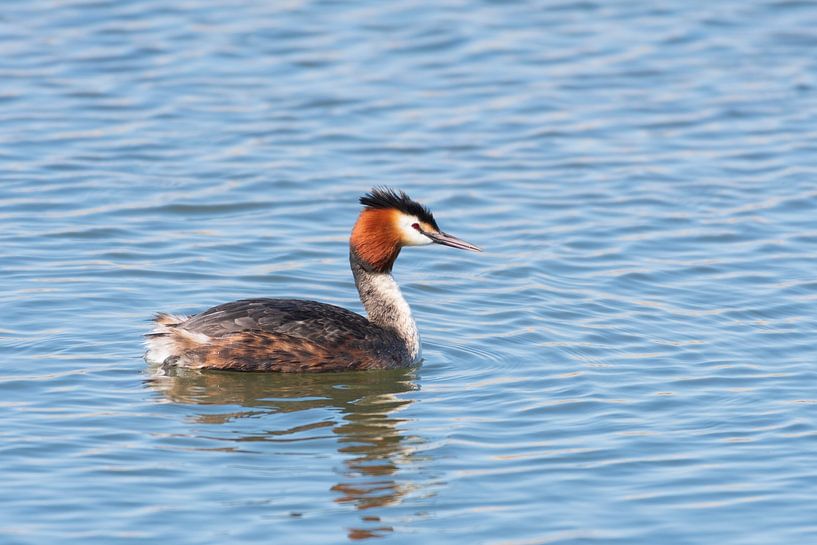 The Grebe by Merijn Loch