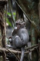 Baby monkey on Bali