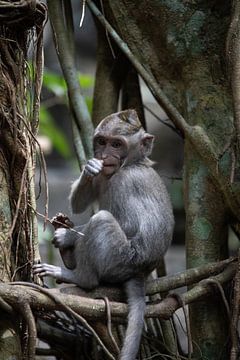 Baby aapje op Bali van Gertjan Hesselink