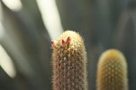 Cactus in bloei van Simone Meijer thumbnail