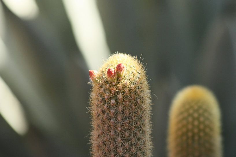 Cactus in bloei van Simone Meijer