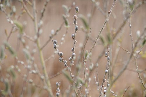 The catkins of the grey willow and the white willow unfurl into mysterious, soft little balls