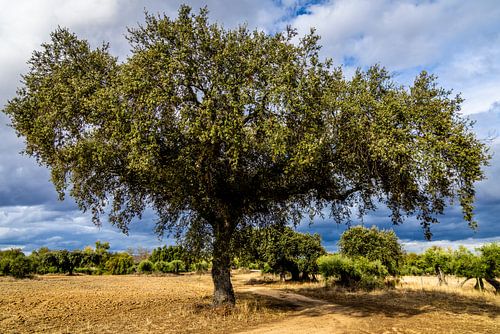 Steineiche bei Monsaraz von Opmeer Reports