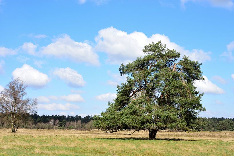 Scots pine on a grassland by Gerard de Zwaan