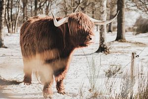 Schotse hooglander in de sneeuw van Melanie Schat