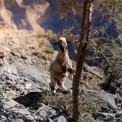 Smiling mountain goat