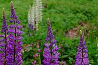 Lupines in het veld