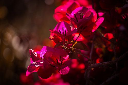 Bougainvillea