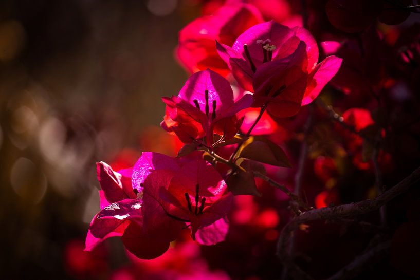 Bougainvillea by Coen van Eijken