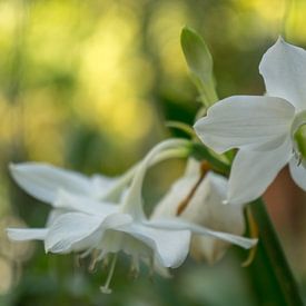 White orchid von Annemarie Arensen