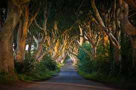 The Dark Hedges by Titus van 't Veer