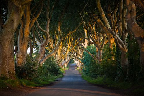 The Dark Hedges