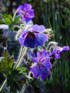Geranium im Licht - Geranium in het licht