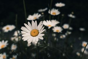 Marguerites sur Steffen Peters