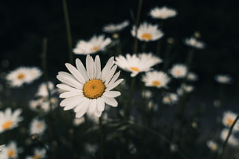 Margeriten