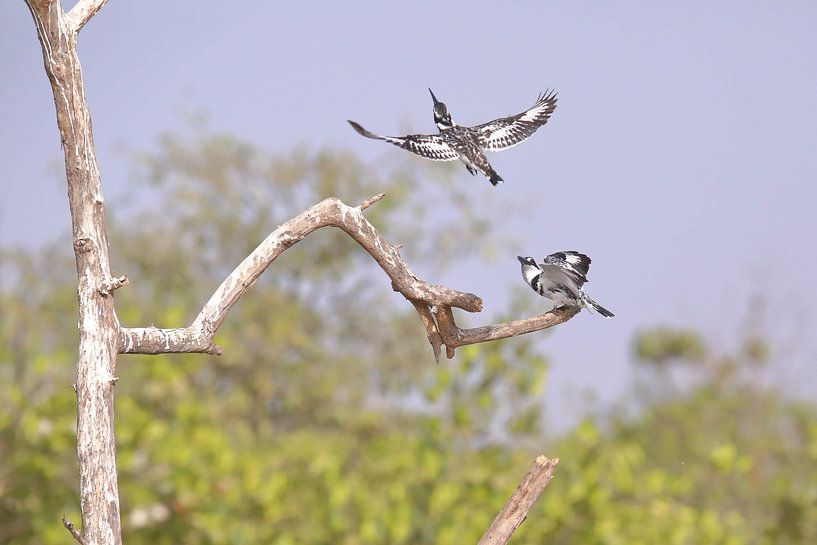 Eisvogel von Petervanderlecq