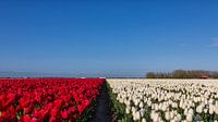 Rood, wit en blauw, Red, white and blue, Red, white and blue van Bram van Broekhoven thumbnail
