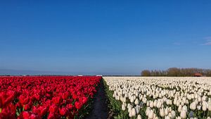 Rood, wit en blauw, Red, white and blue, Red, white and blue von Bram van Broekhoven