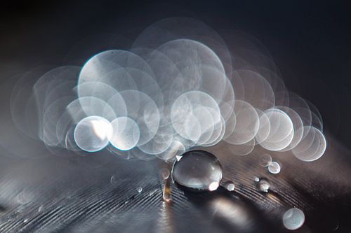 Waterdruppel op een veer met bokeh achtergrond