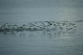 Fliegende Fische von Frank's Awesome Travels