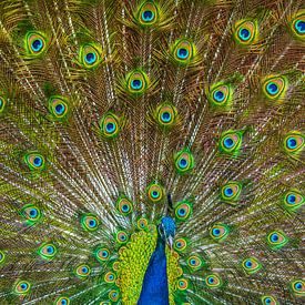 male peacock lets his feathers down. by Niels  de Vries