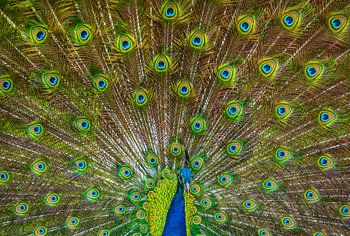 male peacock lets his feathers down.