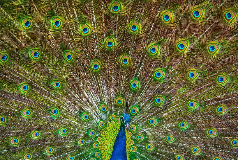 male peacock lets his feathers down. by Niels  de Vries