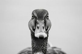 Duck - black and white photography by Poster Art Shop