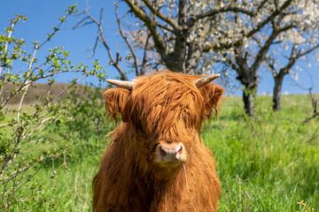 Schottisches Hochlandrind (Galloway) von t.ART