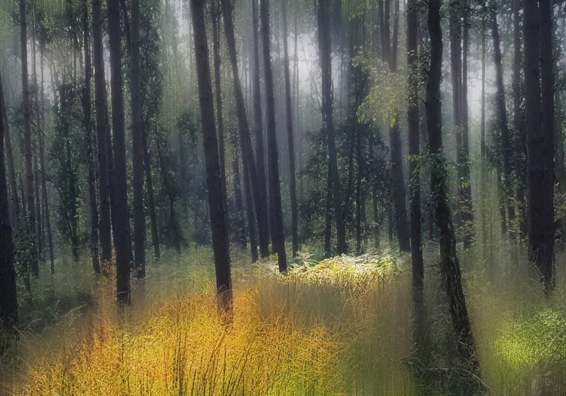 boslandschap von Henk Speksnijder