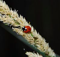 Lieveheersbeestje