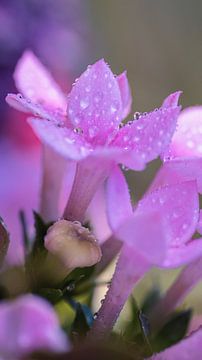 Roze bloemtjes in boeket van Ingrid van Wolferen