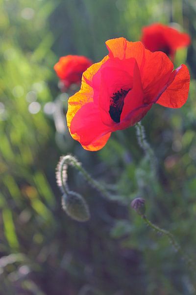 Red Poppy by geen poeha